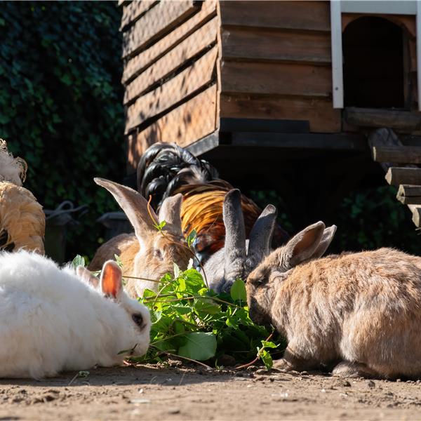 Onze konijnen en kippen - Dierenpension Oase - Beveren