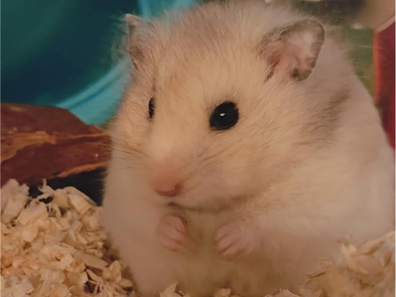 Opvang voor hamsters