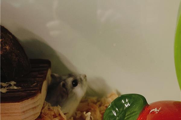 Opvang voor hamsters