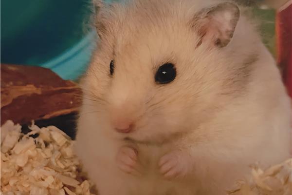 Opvang voor hamsters