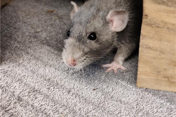 Opvang voor ratten