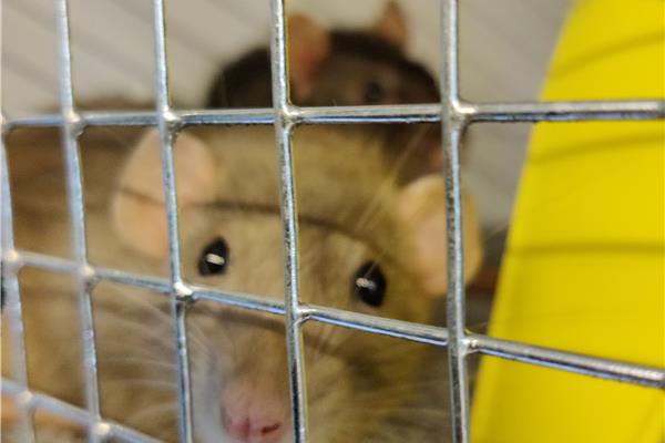 Opvang voor ratten