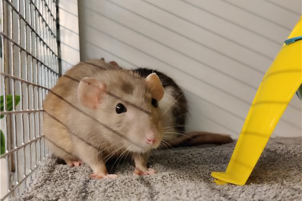 Opvang voor ratten