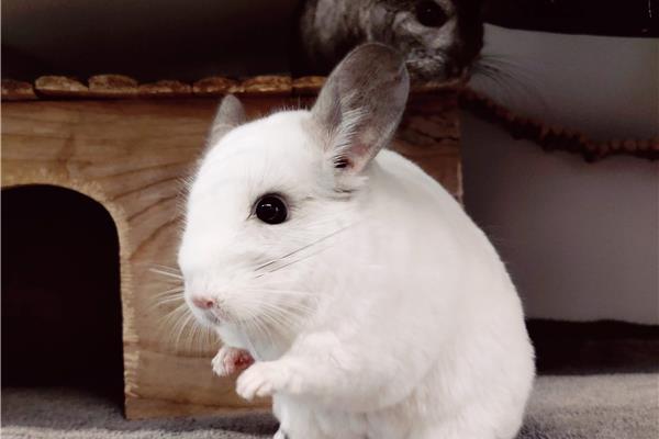 Opvang voor chinchilla's