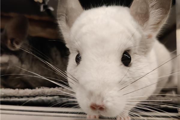 Opvang voor chinchilla's