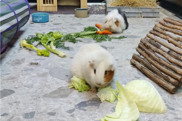 Opvang voor cavia's