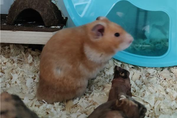 Opvang voor hamsters