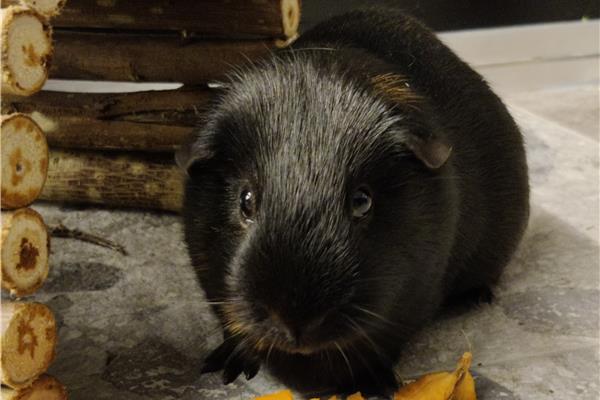 Opvang voor cavia's