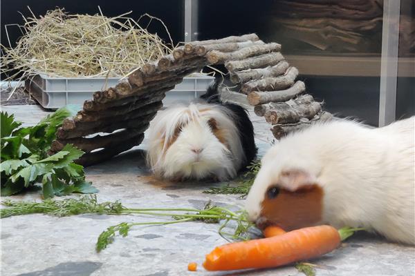 Opvang voor cavia's