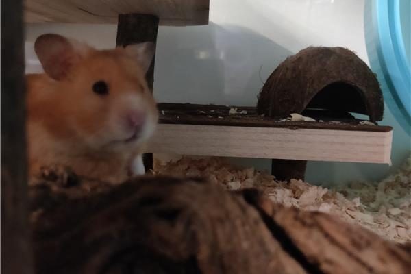 Opvang voor hamsters