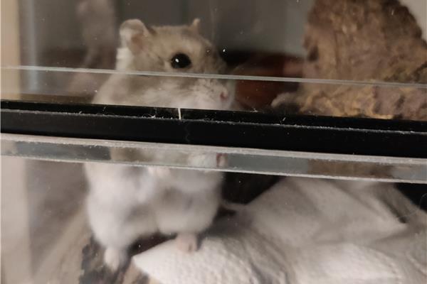 Opvang voor hamsters