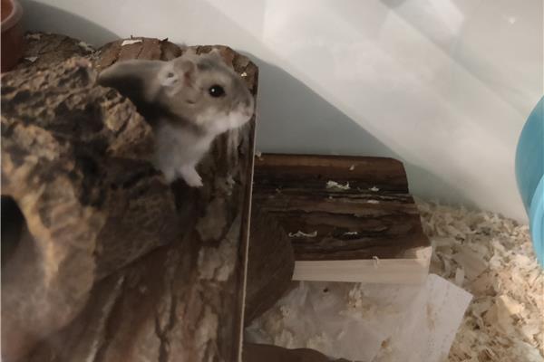 Opvang voor hamsters